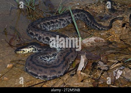 Serpent à tronc d'éléphant, Acrochordus javanicus dans un ruisseau peu profond en Malaisie. Le serpent à tronc d'éléphant est entièrement adapté pour vivre sous l'eau. Banque D'Images