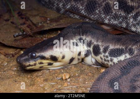 Serpent à tronc d'éléphant, Acrochordus javanicus dans un ruisseau peu profond en Malaisie. Le serpent à tronc d'éléphant est entièrement adapté pour vivre sous l'eau. Banque D'Images