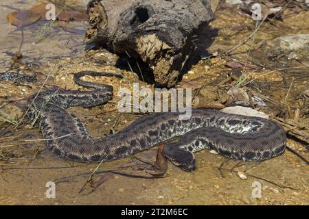 Serpent à tronc d'éléphant, Acrochordus javanicus dans un ruisseau peu profond en Malaisie. Le serpent à tronc d'éléphant est entièrement adapté pour vivre sous l'eau. Banque D'Images