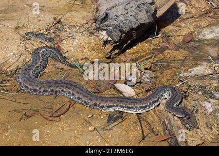 Serpent à tronc d'éléphant, Acrochordus javanicus dans un ruisseau peu profond en Malaisie. Le serpent à tronc d'éléphant est entièrement adapté pour vivre sous l'eau. Banque D'Images