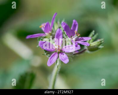 Fleurs de bec de cigogne musquée, Erodium moschatum. C'est une plante annuelle de la famille des Geraniaceae. Photo prise dans la province de Ciudad Real, Espagne Banque D'Images