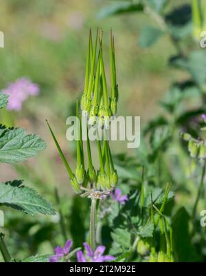 Fruits du bec de cigogne musquée, Erodium moschatum. C'est une plante annuelle de la famille des Geraniaceae. Photo prise dans la province de Ciudad Real, Espagne Banque D'Images