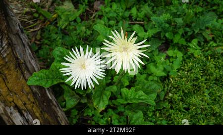 fleurs blanches de marguerite de gerbera dans un jardin à la maison Banque D'Images