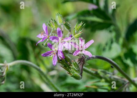 Fleurs de bec de cigogne musquée, Erodium moschatum. C'est une plante annuelle de la famille des Geraniaceae. Photo prise dans la province de Ciudad Real, Espagne Banque D'Images