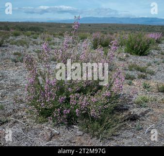 Santé espagnole, Erica australis. C'est une espèce de plante à fleurs de la famille des Ericaceae, originaire de l'ouest de la péninsule ibérique (Portugal et Ouest Banque D'Images