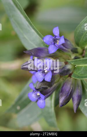 fleurs bleues d'une gentiane croisée sur une prairie alpine Banque D'Images