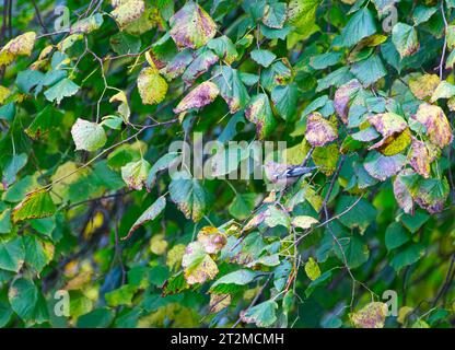 Chaffinch eurasien Banque D'Images