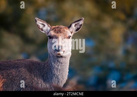 Une image HDR automnale d'une femelle alerte et solitaire, Cervus elaphus scoticus près du Loch Naver, Sutherland, Écosse. 11 octobre 2023 Banque D'Images