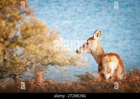 Une image HDR automnale d'une femelle alerte et solitaire, Cervus elaphus scoticus près du Loch Naver, Sutherland, Écosse. 11 octobre 2023 Banque D'Images