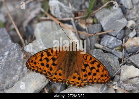 haut fritillaire brun assis sur le sol vu d'en haut Banque D'Images