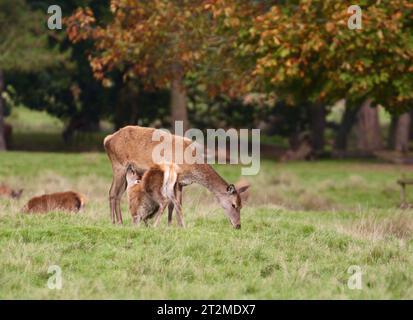 Red Deer Hind et Calf Banque D'Images