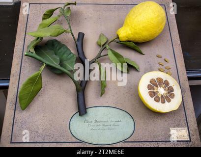 Florence, Italie. Un modèle en cire 19c d'un pomelo, ou Shaddock (Citrus decumana) exposé dans le département botanique du Musée d'Histoire naturelle Banque D'Images