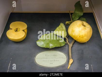 Florence, Italie. Un modèle en cire 19c d'une pomme exposée dans le département botanique du Muséum d'Histoire naturelle Banque D'Images