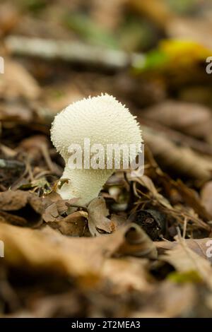 Boulette commune (Lycoperdon perlatum) poussant dans la litière de feuilles dans un bois des collines Mendip, Somerset, Angleterre. Banque D'Images