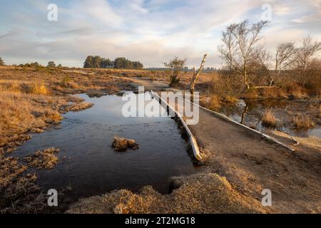 Un sentier ou sentier traverse et surplombe un petit étang dans la New Forest. Ciel bleu subtil et lumière chaude du matin au lever du soleil avec des nuages blancs au-dessus Banque D'Images