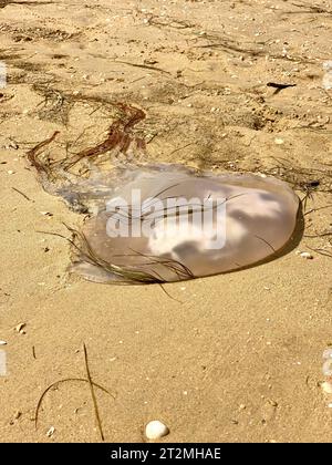 Art de la nature sur une plage portugaise. Méduses lavées sur le sable baigné de soleil. Son corps translucide brille à la lumière du soleil, re Banque D'Images