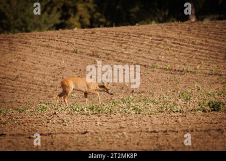 un jeune cerf brun mange les jeunes plantes dans un champ Banque D'Images