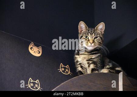 Chat au Java Whiskers Kitten Lounge à Marylebone, Londres, Angleterre Banque D'Images