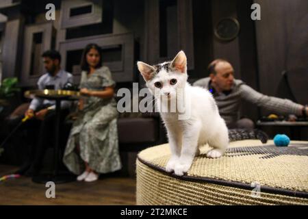 Chat au Java Whiskers Kitten Lounge à Marylebone, Londres, Angleterre Banque D'Images