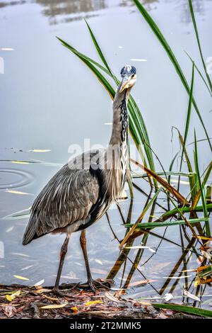 Héron gris reste au bord du lac dans le parc de campagne de Capstone Farm, Kent Banque D'Images