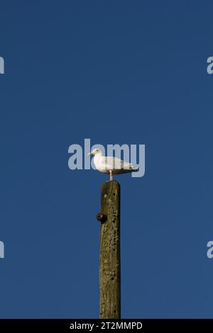 Mouette perchée sur un vieux télégraphe ou poteau électrique. Face à un ciel bleu profond. Banque D'Images