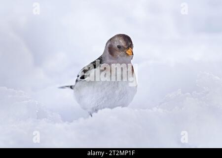 Banderole de neige (Plectrophenax nivalis insulae / Emberiza nivalis) en plumage hivernal dans la neige Banque D'Images