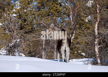 Orignal / élan (Alces alces) veau se nourrissant dans la taïga dans la neige en hiver, Suède, Scandinavie Banque D'Images