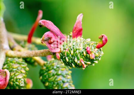 Langue de l'aulne (taphrina alni ou taphrina amentorum), gros plan de la galle fongique rouge poussant sur les fruits femelles ou les chatons de l'aulne (alnus glutinosa) Banque D'Images