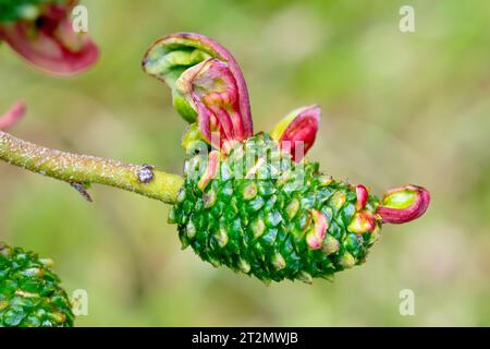 Langue de l'aulne (taphrina alni ou taphrina amentorum), gros plan de la galle fongique rouge poussant sur les fruits femelles ou les chatons de l'aulne (alnus glutinosa) Banque D'Images