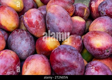 Gros plan d'un groupe de prunes mûres à tel Aviv, marché israélien. Banque D'Images