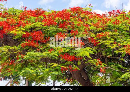 Royal Poinciana (Delonix regia) en fleurs sur le front de mer, Las Palmas de Gran Canaria, Gran Canaria, Îles Canaries, Espagne Banque D'Images