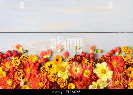 Composition d'automne et fleurs orange et rouges de dahlias, de soucis, de baies d'aubépine sur une table en bois bleu. Pose à plat Banque D'Images