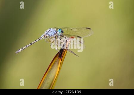 Halfshade Dropwing (Trithemis aconita) 14214 Banque D'Images