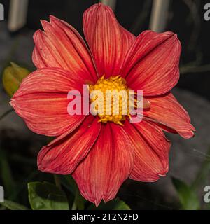 Un dahlia fuchsia vibrant en gros plan époustouflant, mettant en valeur ses pétales complexes et ses couleurs riches Banque D'Images