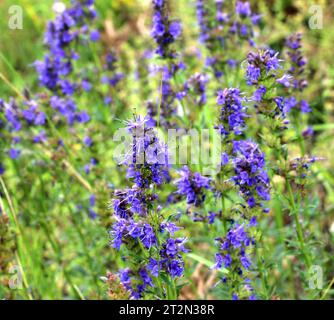 En été, l'hyssopus officinalis pousse à l'état sauvage Banque D'Images