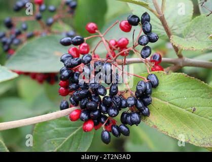 En été, le viburnum est à feuilles entières (Viburnum lantana) les baies mûrissent Banque D'Images