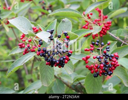 En été, le viburnum est à feuilles entières (Viburnum lantana) les baies mûrissent Banque D'Images