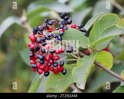 En été, le viburnum est à feuilles entières (Viburnum lantana) les baies mûrissent Banque D'Images