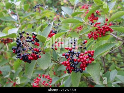 En été, le viburnum est à feuilles entières (Viburnum lantana) les baies mûrissent Banque D'Images