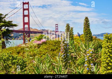 Magnifique journée d'été avec des plantes succulentes à fleurs bleues sur la colline avec Golden Gate Bridge derrière Banque D'Images