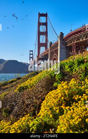 Golden Gate Bridge au-dessus de la colline avec des fleurs jaunes et des plantes vertes Banque D'Images
