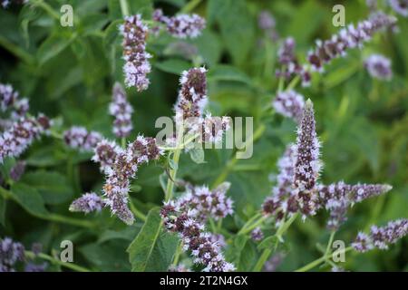 En été, la menthe à longues feuilles (Mentha longifolia) pousse dans la nature Banque D'Images