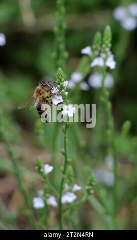 La plante médicinale Verbena officinalis pousse dans la nature Banque D'Images