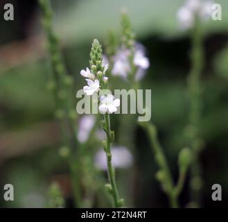 La plante médicinale Verbena officinalis pousse dans la nature Banque D'Images