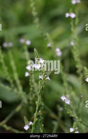 La plante médicinale Verbena officinalis pousse dans la nature Banque D'Images