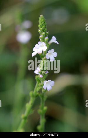 La plante médicinale Verbena officinalis pousse dans la nature Banque D'Images