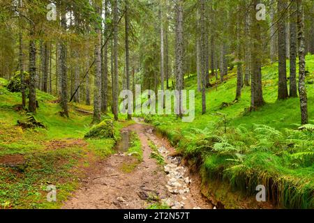 Sentier menant à travers une forêt d'épinettes de conifères à Pokljuka, Slovénie Banque D'Images