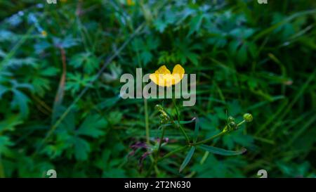 Plantes dans le parc public Banque D'Images
