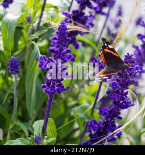 Papillon sur fleur pourpre Banque D'Images