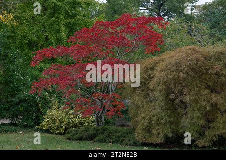 Couleurs d'automne d'un érable dans un parc Banque D'Images